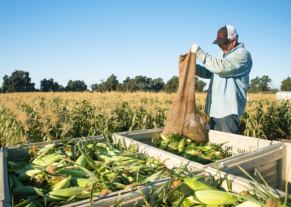 Sweet Corn Harvest