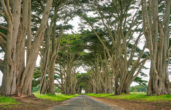 Cypress Tunnel