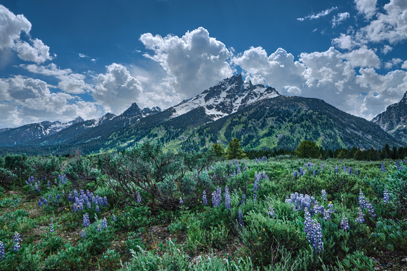 Tetons and Lupin