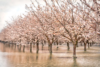 Almond Flood