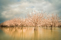 FLOATING ORCHARD