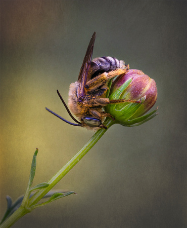 Sleeping Native Bee